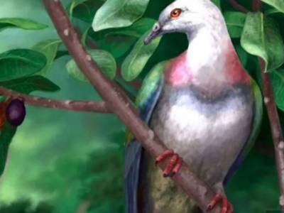 Ученые обнаружили останки полуметрового доисторического голубя
