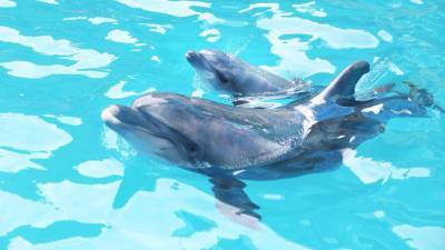 В Алуште в дельфинарии расчленили дельфина