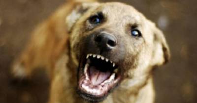 Собака искусала лицо 3-летнему ребенку в Саратовской области