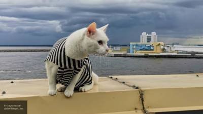 Кота Ахилла одели в тельняшку для проверки готовности кораблей ко Дню ВМФ в Петербурге