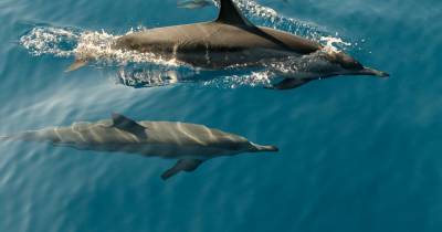 Оказалось, что дельфины заводят только «выгодных» друзей