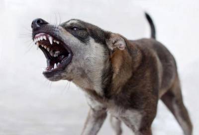 «Адская ночь»: стая бездомных собак продолжает терроризировать Сосновый Бор