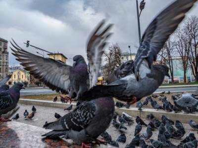В Москве полиция задержала 11 человек. Основание – нельзя кормить голубей