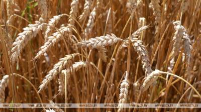 Минсельхозпрод ожидает собрать в этом году 8 млн т зерна
