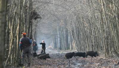 Кому - отстрел, кому - статья. Как незаконно убивали зверей в Ульяновской области