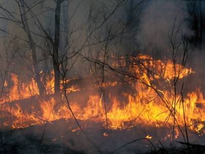 МЧС направило допсилы на тушение лесного пожара, который раньше тушить не хотело