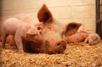 Алкоголь делает свиней счастливее и улучшает вкус их мяса