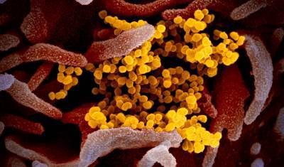 Американские ученые создали прибор, способный мгновенно выявить коронавирус