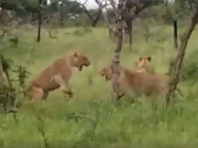 Туристы стали свидетелями схватки двух львов