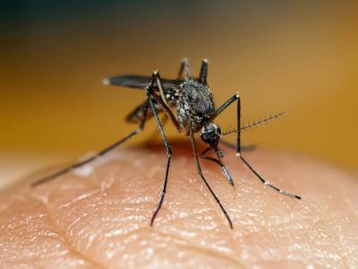 Ученые рассказали, почему комары любят кусать людей