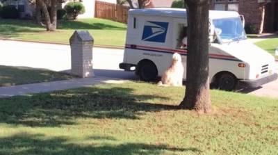 Самый милый почтальон! Доставщику почты на помощь пришел огромный пес - видео