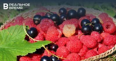 Диетолог КФУ объяснила, для профилактики каких заболеваний полезны ягоды