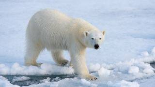 К полярным медведям крадется песец, и о чем говорят помидоры