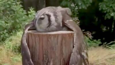 В Twitter обсудили видео с обнимающей бревно совой
