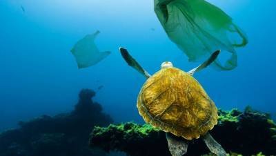 В Японии изобрели пластиковые пакеты, которые могут полностью разлагаться в морской воде