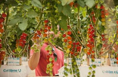 В ОАЭ начали выращивать фрукты и овощи без воды и почвы