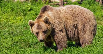 Таджикского лесника оштрафовали на $3 тыс. за убийство напавшего на него медведя