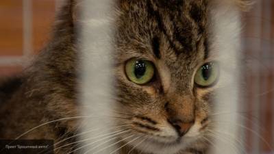 Англичанка засняла на видео кота-"призрака" в графстве Эссекс