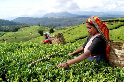 Индийский чай максимально подорожал из-за пандемии и стихий
