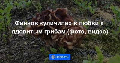 Финнов «уличили» в любви к ядовитым грибам (фото, видео)