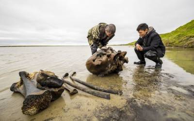 Огромный череп и кости: уникальная находка жителей Ямала