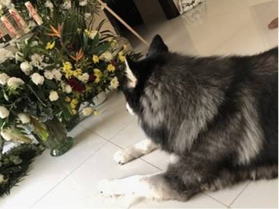 Фото верной собаки у места захоронения хозяина растрогало Сеть