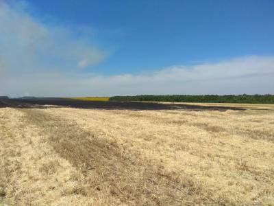 На Луганщине разразился пожар на на поле с пшеницей: подробности