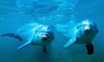 Играли, как мячиком: на одесском курорте дельфины атаковали туриста