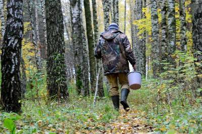 В Смоленской области завершились поиски заблудившегося в лесу 67-летнего грибника