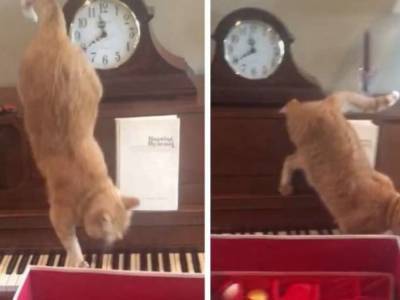 Кот ходил по пианино и случайно сыграл сложную музыку