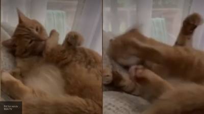 Сражающийся с собственной лапой кот бьет рекорды просмотров в Сети