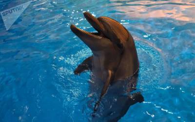 Дельфин завороженно слушает Баха - видео активно обсуждают в сети