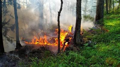 Площадь пожара в заповеднике "Денежкин Камень" увеличилась вдвое - до 65 гектаров