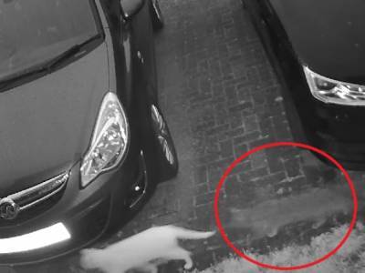 «Это просто безумие»: британка увидела призрак кота и запаниковала
