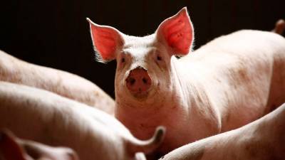 Под Самарой обнаружен очаг африканской чумы свиней