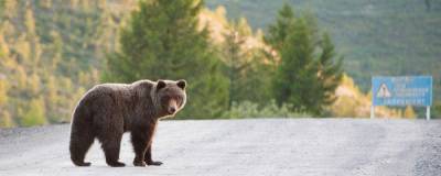 Фермеры Магаданской области столкнулись с нашествием медведей