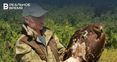 Орнитолог рассказал, как подсадил троих орлят в «приемные» гнезда в лесу Татарстана