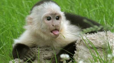 Спящая обезьянка умилила огромное число пользователей сети - видео