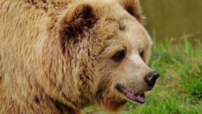 На Камчатке медведь убил мужчину