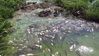 Власти объяснили мор рыбы в тобольском Заболотье, где происходят вспышки гаффской болезни