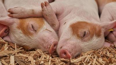 В селе Самарской области ввели режим ЧС из-за чумы свиней