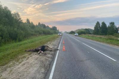 Ранним утром в Тверской области автомобиль сбил лося