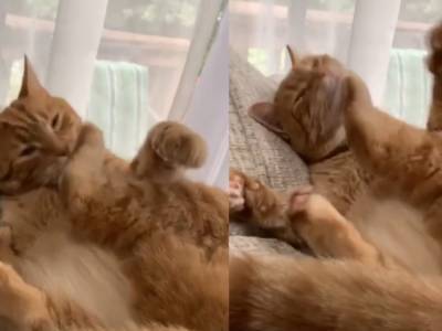Конфликт кота со своей лапой рассмешил пользователей Сети