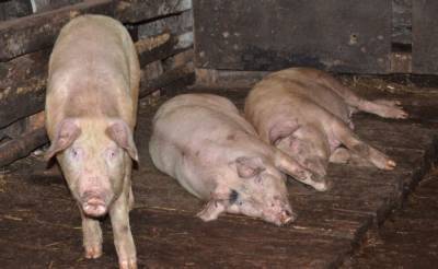 В селе Самарской области зафиксировали вспышку африканской чумы у свиней