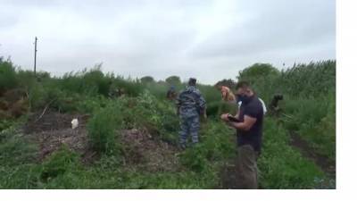 Видео: В Подмосковье полиция уничтожила более 2,5 тонн дикорастущей конопли