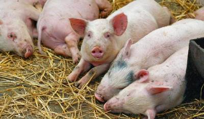Режим ЧС введен в Самарской области после вспышки африканской чумы свиней