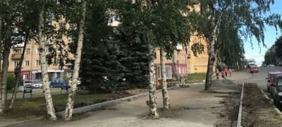 В центре Петрозаводска снесут деревья, разрушающие асфальт (ФОТО)