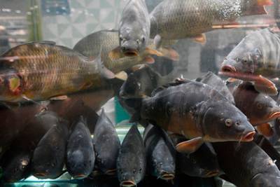 Россиянам напомнили о риске заразиться паразитами от рыбы