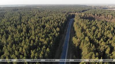 Запреты и ограничения на посещение лесов действуют в 37 районах Беларуси