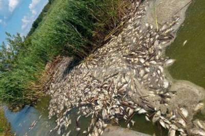 Специалисты назвали зеленые водоросли причиной массового мора рыбы в Тюменской области